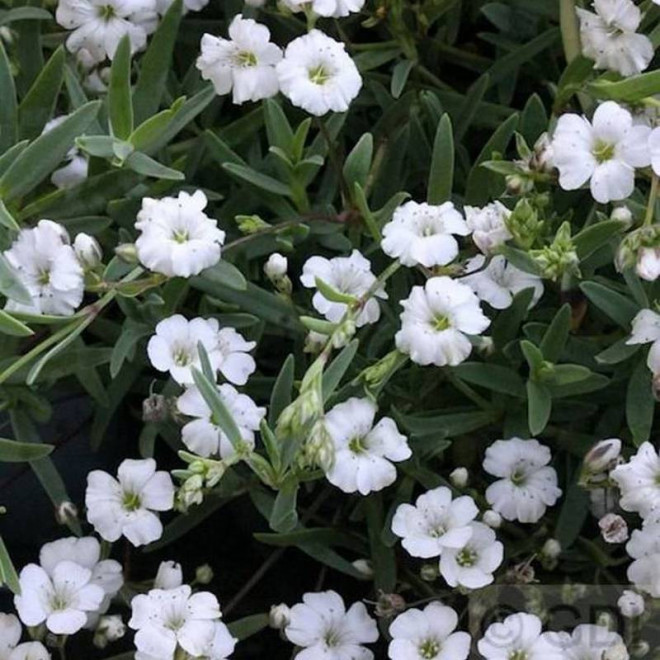 Gipsówka rozesłana Gypsophila repens Filou White