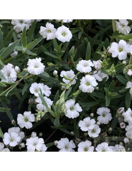 Gipsówka rozesłana Gypsophila repens Filou White