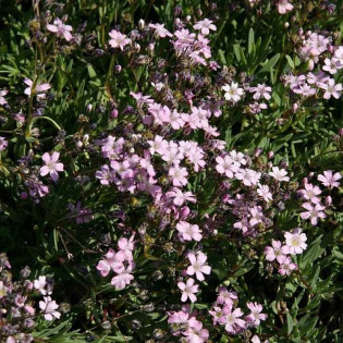 Gipsówka rozesłana Filou Rose Gypsophila repens