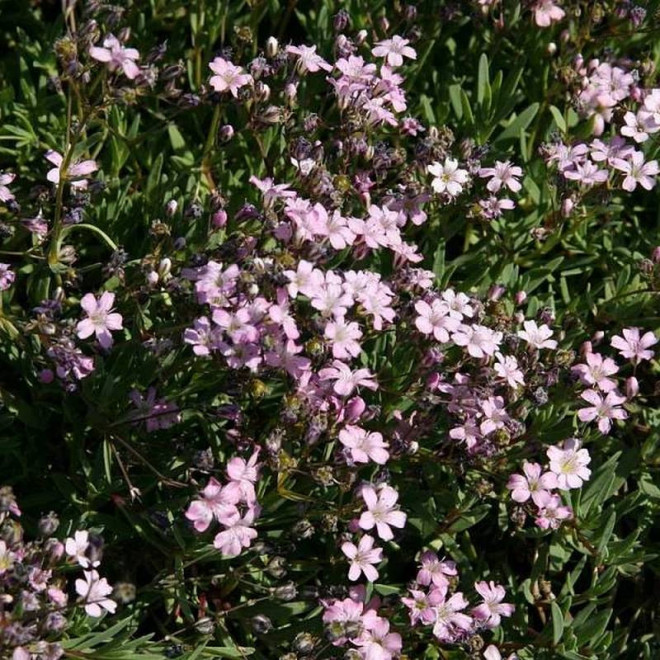 Gipsówka rozesłana Filou Rose Gypsophila repens