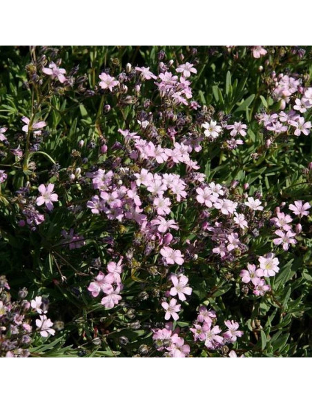 Gipsówka rozesłana Filou Rose Gypsophila repens