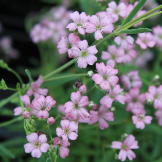 Gipsówka rozesłana Filou Rose Gypsophila repens 2