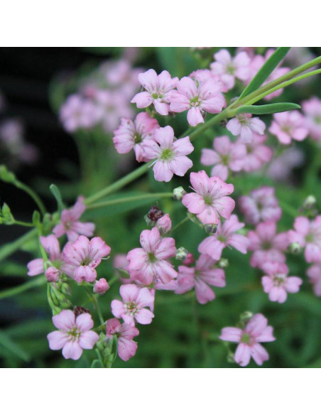Filou Rose Gypsophila repens Gipsówka rozesłana