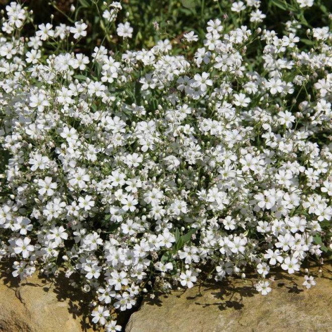 Gipsówka rozesłana Alba Gypsophila repens