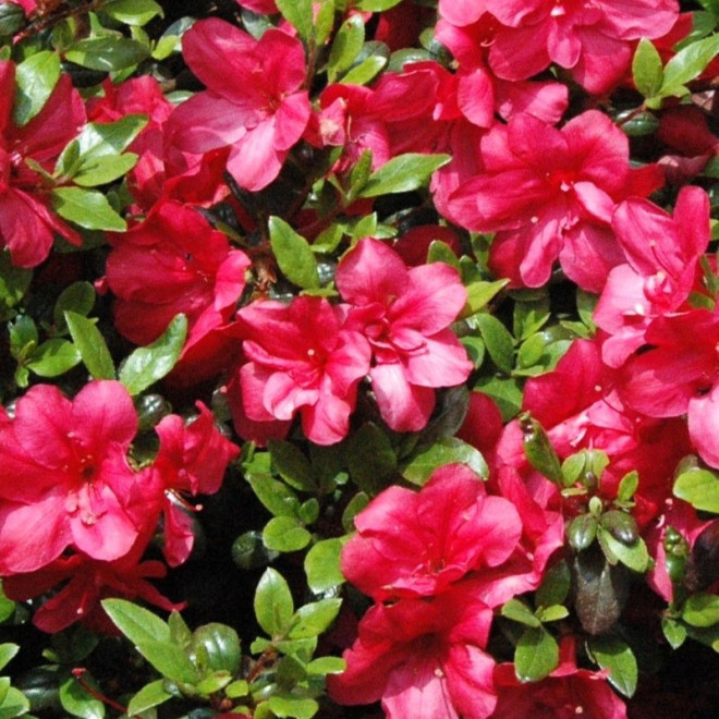 Azalia japońska Maruschka PBR Rhododendron obtusum