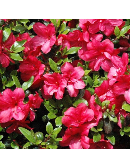 Azalia japońska Maruschka PBR Rhododendron obtusum