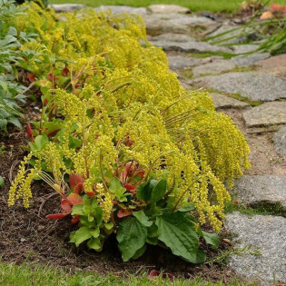 Chiastofil naprzeciwlistny Chiastophyllum oppositifolium 2