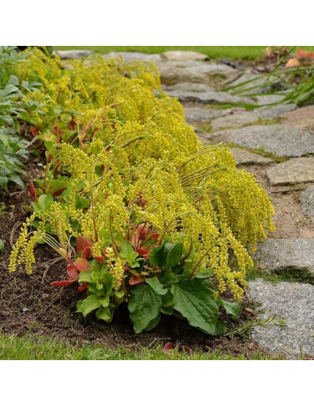 Chiastophyllum oppositifolium Chiastofil naprzeciwlistny