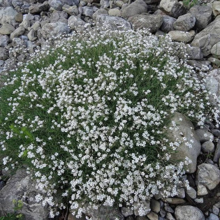 Gipsówka rozesłana Alba Gypsophila repens 2