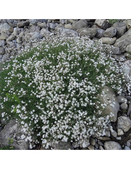 Alba Gypsophila repens Gipsówka rozesłana