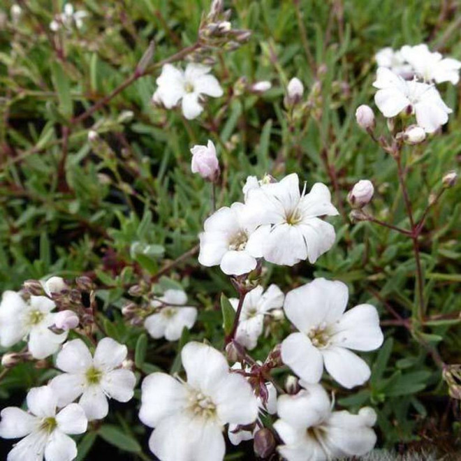 Gipsówka rozesłana Gypsophila repens Alba