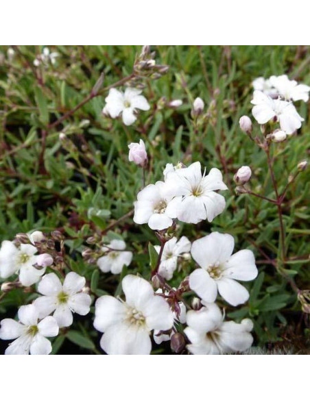 Gipsówka rozesłana Gypsophila repens Alba