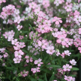Gypsophila repens Gipsówka rozesłana