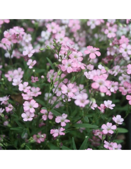 Gypsophila repens Gipsówka rozesłana