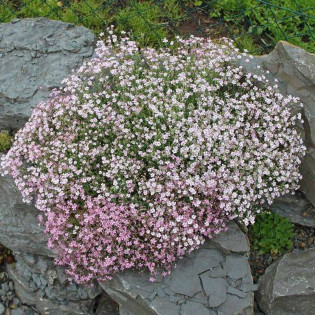 Gypsophila repens Gipsówka rozesłana 2