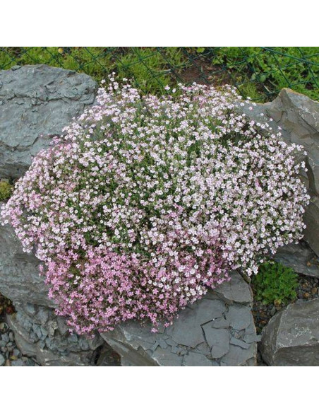 Gipsówka rozesłana Gypsophila repens
