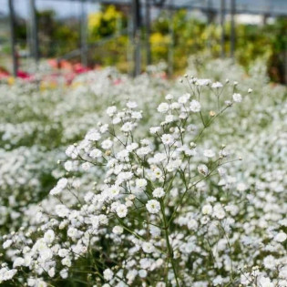 Gipsówka wiechowata Schneeflocke Gypsophila paniculata