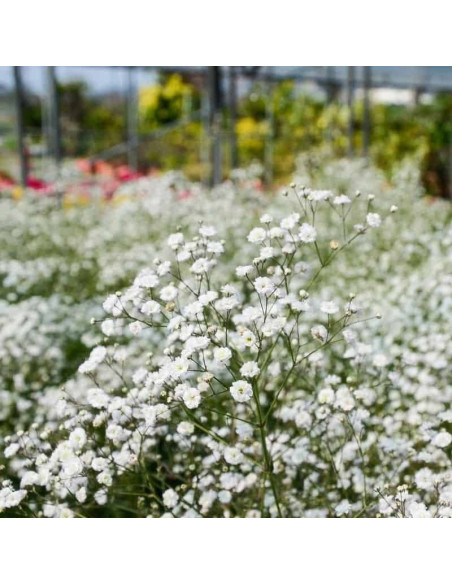 Gipsówka wiechowata Schneeflocke Gypsophila paniculata