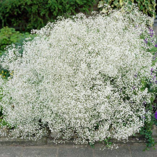 Gipsówka wiechowata Schneeflocke Gypsophila paniculata 2