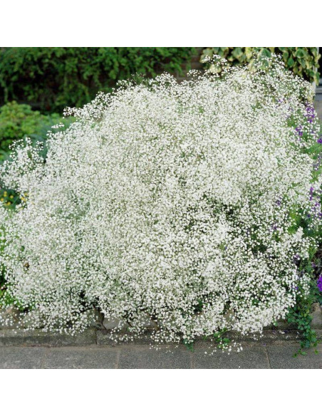 Schneeflocke Gypsophila paniculata Gipsówka wiechowata