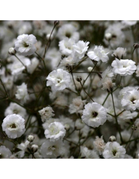 Gipsówka wiechowata Gypsophila paniculata Schneeflocke
