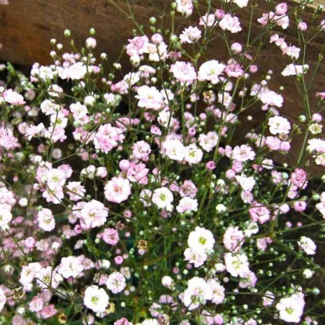 Gipsówka wiechowata Pink Festival Gypsophila paniculata
