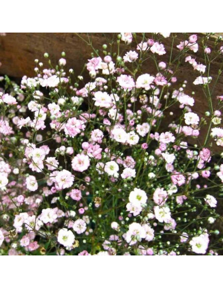 Gipsówka wiechowata Pink Festival Gypsophila paniculata