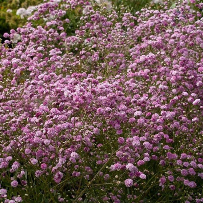 Pink Festival Gypsophila paniculata Gipsówka wiechowata