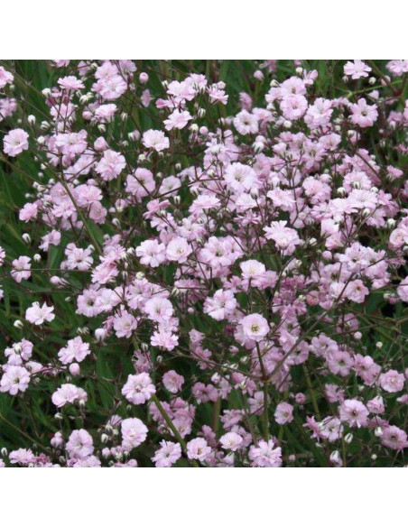 Gipsówka wiechowata Gypsophila paniculata Pink Festival