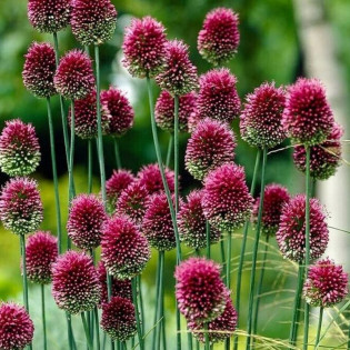 Czosnek główkowaty Allium sphaerocephalon