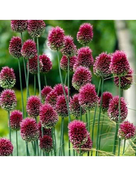 Czosnek główkowaty Allium sphaerocephalon