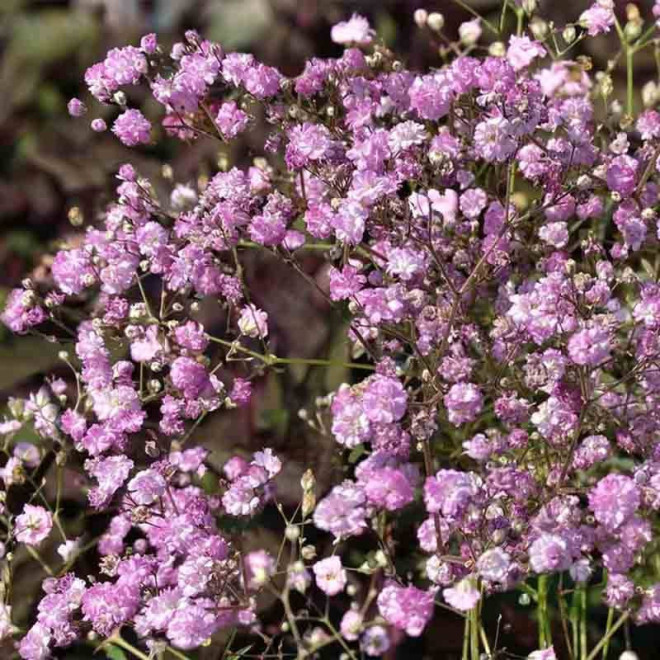 Flamingo Gypsophila paniculata Gipsówka wiechowata