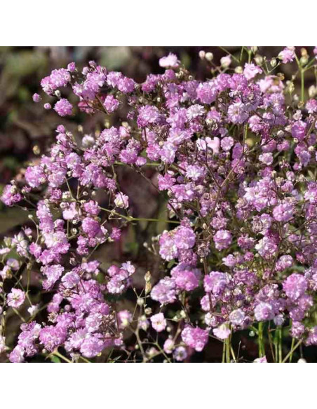 Flamingo Gypsophila paniculata Gipsówka wiechowata