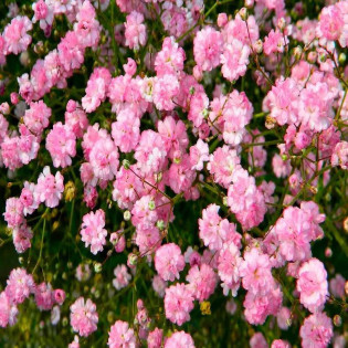 Flamingo Gypsophila paniculata Gipsówka wiechowata 2