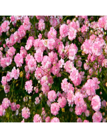 Gipsówka wiechowata Flamingo Gypsophila paniculata