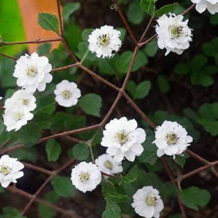 Gipsówka wiechowata Fairy Perfect Gypsophila paniculata