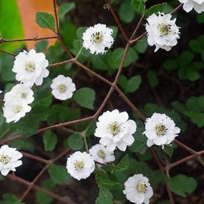 Gipsówka wiechowata Fairy Perfect Gypsophila paniculata