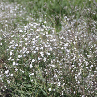 Gipsówka wiechowata Fairy Perfect Gypsophila paniculata 2