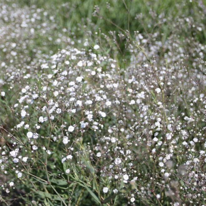 Fairy Perfect Gypsophila paniculata Gipsówka wiechowata