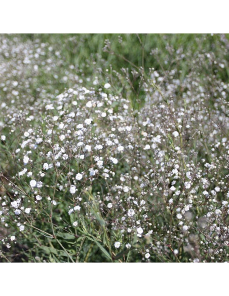 Fairy Perfect Gypsophila paniculata Gipsówka wiechowata