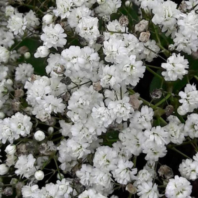 Gipsówka wiechowata Bristol Fairy Gypsophila paniculata
