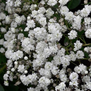 Gipsówka wiechowata Bristol Fairy Gypsophila paniculata 2