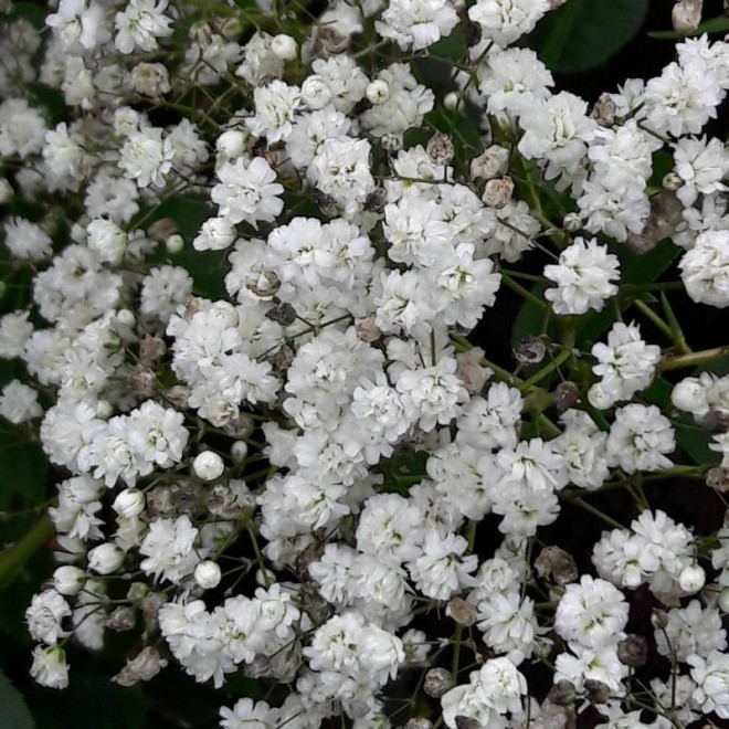 Bristol Fairy Gypsophila paniculata Gipsówka wiechowata