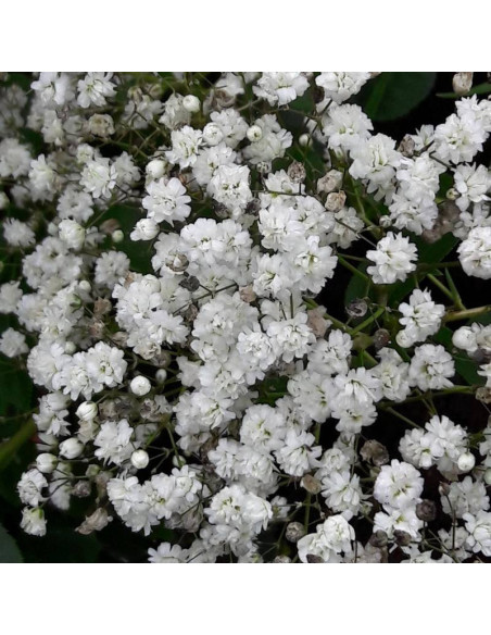Bristol Fairy Gypsophila paniculata Gipsówka wiechowata