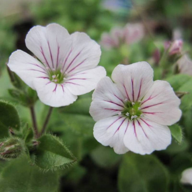 Gypsophila cerastioides Gipsówka rogownicowata