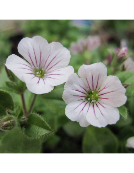 Gypsophila cerastioides Gipsówka rogownicowata