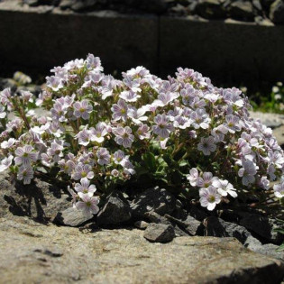 Gypsophila cerastioides Gipsówka rogownicowata 2