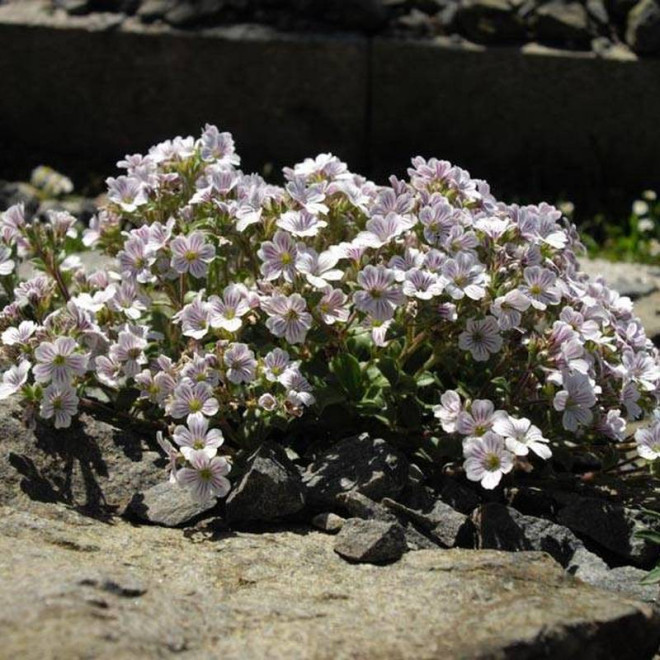 Gipsówka rogownicowata Gypsophila cerastioides