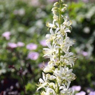 Albiflorus Dictamnus albus Dyptam jesionolistny