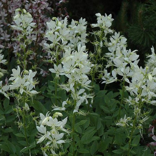 Albiflorus Dictamnus albus Dyptam jesionolistny 2